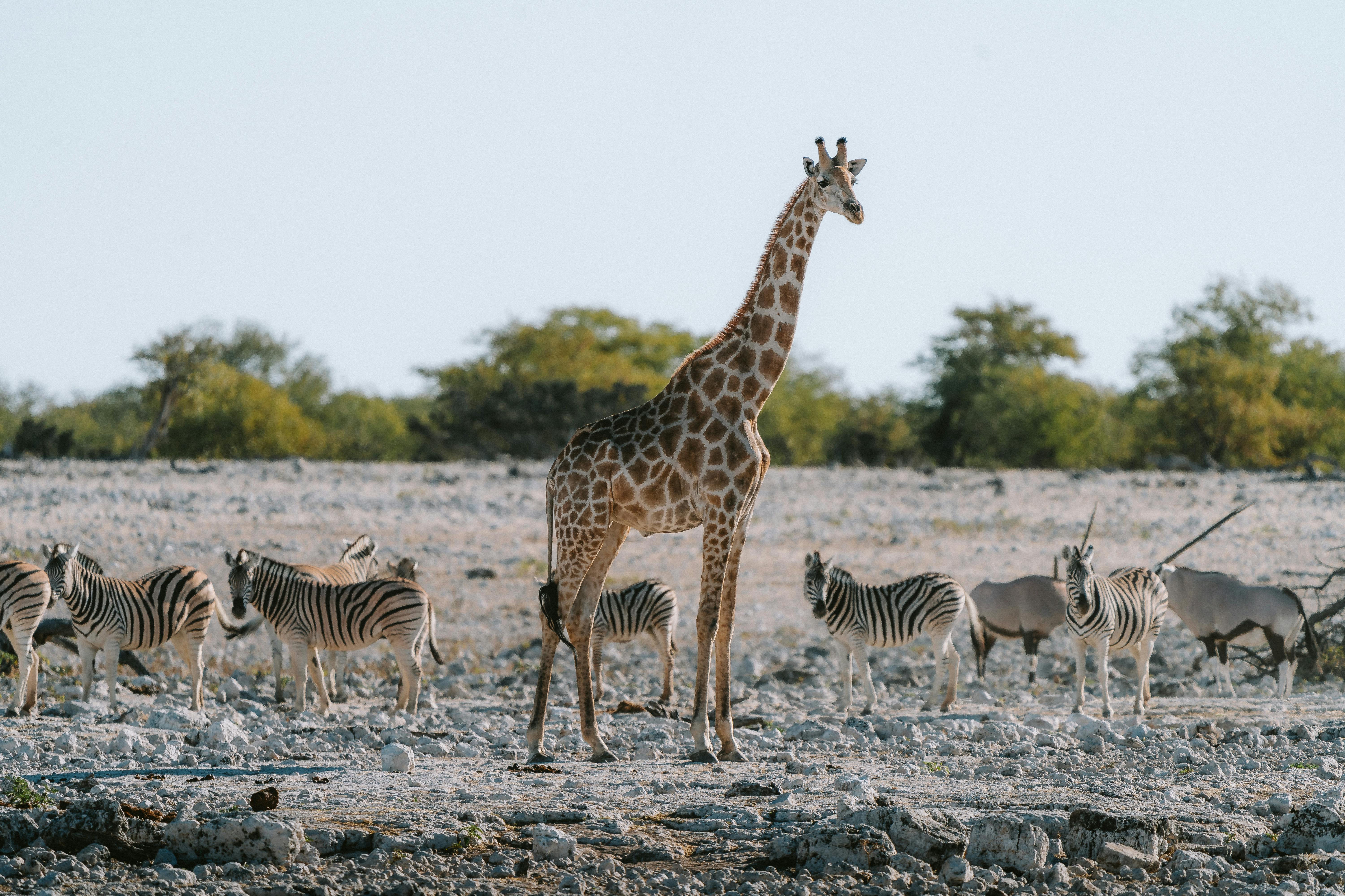 Wildlife